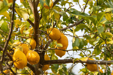 実ったレモンの木