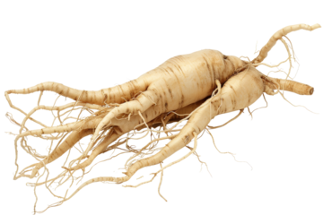 Fresh Ginseng Root on White Background - Close-Up of Natural Herbal Medicine with Detailed Texture and Organic Shape - Ideal for Health, Wellness, and Traditional Medicine Concepts