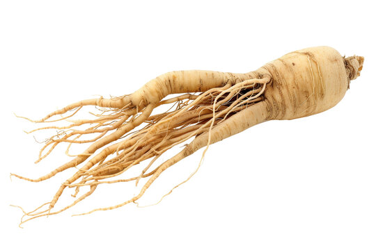 Fresh Ginseng Root on White Background - High-Quality Image of a Single Ginseng Root with Detailed Texture and Natural Color