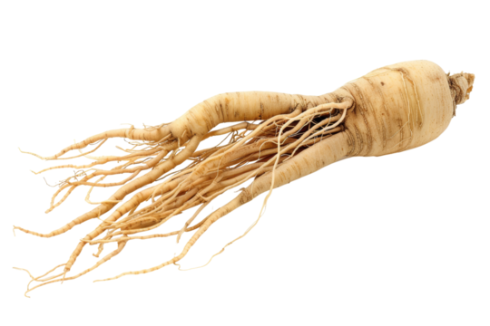 Fresh Ginseng Root on White Background - High-Quality Image of a Single Ginseng Root with Detailed Texture and Natural Color