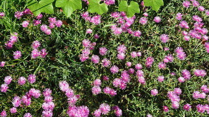 たくさんのマツバギク