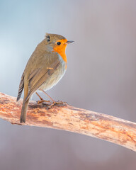 rudzik zwyczajny Erithacus rubecula