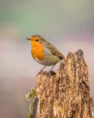 rudzik zwyczajny Erithacus rubecula