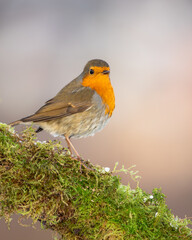 rudzik zwyczajny Erithacus rubecula