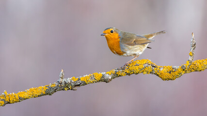 rudzik zwyczajny Erithacus rubecula
