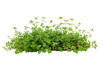 Obraz premium Fresh Green Thyme Herb Isolated on White Background - Aromatic Culinary Plant for Cooking, Gardening, and Natural Remedies - High-Quality Stock Photo for Food, Health, and Nature Projects