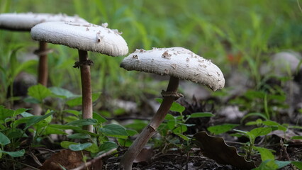 オオシロカラカサタケ