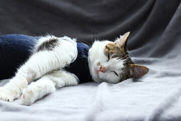 Close-up of a cat in a blanket after sterilization. Cat at home after surgery. Home care for an animal in a postoperative bandage. Cat after anesthesia. Pet after abdominal surgery. Castration