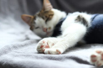 Close-up of a cat in a blanket after sterilization. Cat at home after surgery. Home care for an animal in a postoperative bandage. Cat after anesthesia. Pet after abdominal surgery. Castration