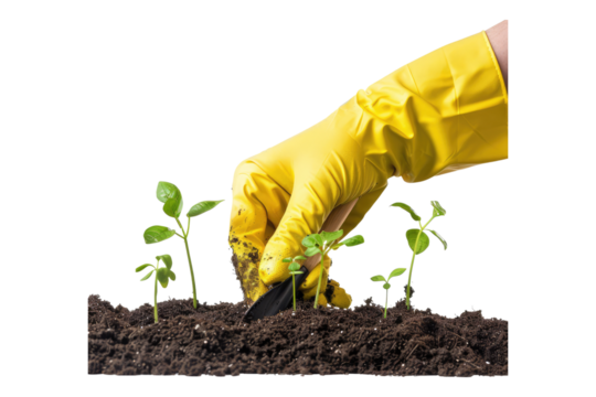 Gloved hand with shovel fertilizing seed isolated on transparent background
