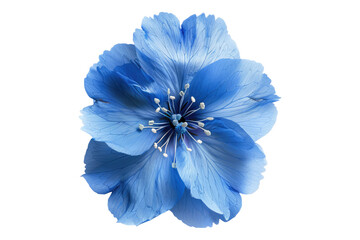 Fresh blue flower isolated on transparent background