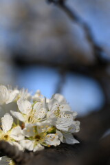SAKURA of JAPAN