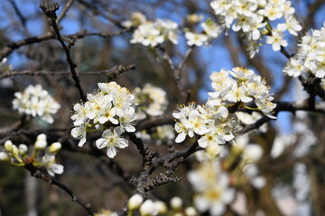 Obraz premium Spring day