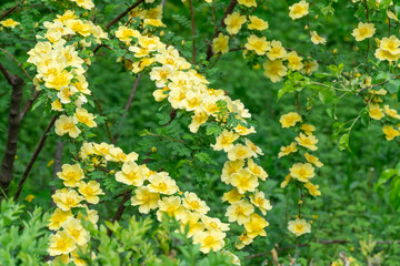 Yellow flowers of bush rosa hugonis blooming in garden. Deciduous shrub of father hugos rose with arching habit. Golden rose china five petals. Landscape in effective barrier or hedge family rosaceae.