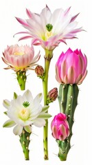 Obraz premium Exquisite Night-Blooming Cacti: Queen of the Night, San Pedro, and Moon Cacti. Captivating Botanical Marvels in 4K HD Wallpaper.