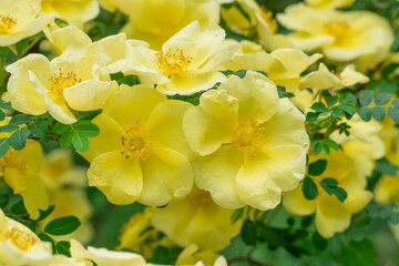 Yellow flowers of bush rosa hugonis blooming in garden. Deciduous shrub of father hugos rose with arching habit. Golden rose china five petals. Landscape in effective barrier or hedge family rosaceae.