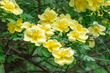 Yellow flowers of bush rosa hugonis blooming in garden. Deciduous shrub of father hugos rose with arching habit. Golden rose china five petals. Landscape in effective barrier or hedge family rosaceae.