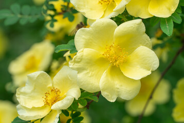 Obraz premium Yellow flowers of bush rosa hugonis blooming in garden. Deciduous shrub of father hugos rose with arching habit. Golden rose china five petals. Landscape in effective barrier or hedge family rosaceae.