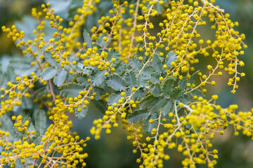 満開のミモザの花