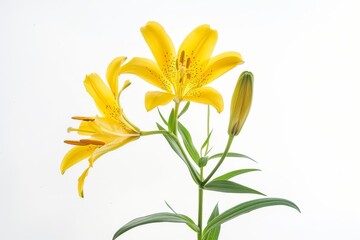 Obraz premium flower Photography, Lilium aurelianense, Isolated on white Background