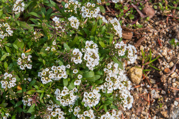 小さな白い花の群生