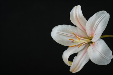Fototapeta premium flower Photography, Lilium monadelphum, full view object, copy space on right, Isolated on Black Background