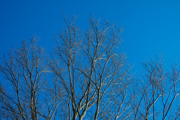 青空と冬の木々
