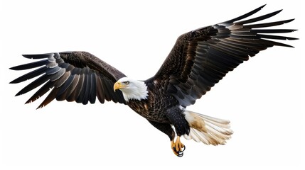 Obraz premium Magnificent bald eagle soars with its impressive wings outstretched against a clear white sky