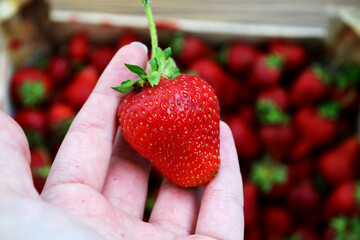 hand is holding a fresh, ripe strawberry. The strawberry is vibrant red in color, with small seeds visible on its surface.  image captures the essence of summer with a delicious strawberry 