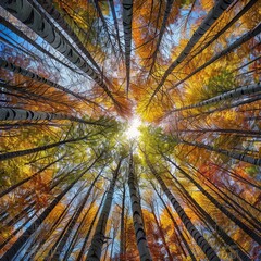 A forest with trees in the middle of the image