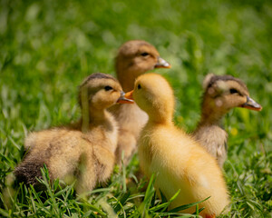 curious ducklings in the grass fluffy and yellow in the sun