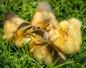 curious ducklings in the grass fluffy and yellow in the sun