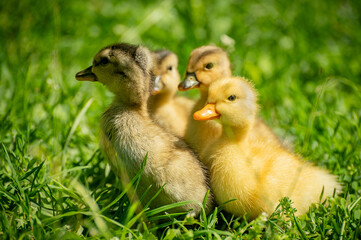 curious ducklings in the grass fluffy and yellow in the sun