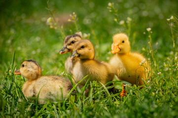 curious ducklings in the grass fluffy and yellow in the sun