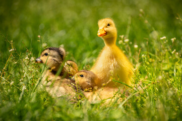 curious ducklings in the grass fluffy and yellow in the sun