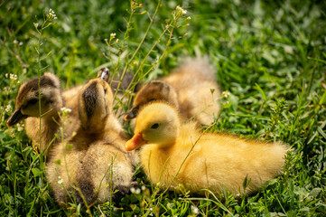 curious ducklings in the grass fluffy and yellow in the sun