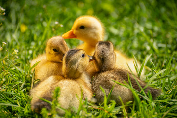 curious ducklings in the grass fluffy and yellow in the sun