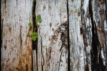 aged wood texture, former railway infrastructure