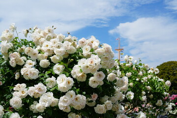 バラ園