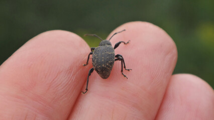Vine weevil (Otiorhynchus sulcatus) walking on human fingers