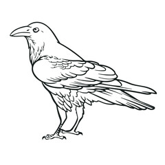 crow cartoon vector illustration. Simple design outline style. You can give color you want. Easy to edit. Drawing with line art style