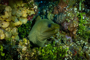 A green moray eel poking his head out of his temporary den in the reef surrounded by hard coral. Tropical Caribbean marine life underwater in wild natural habitat 