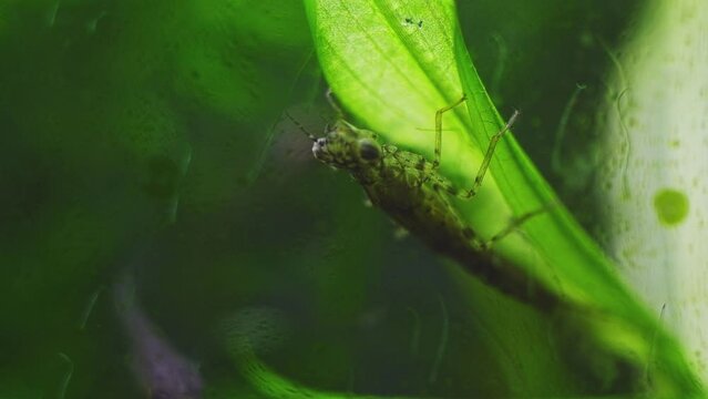 blue-tailed damselfly nymph attack juvenile Endler guppy fish, freshwater insect hide on pondweed leaf, Southern Buh river biotope aquarium, highly adaptable species aquatic stage, LED low light