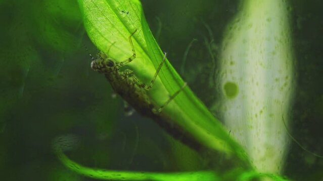 blue-tailed damselfly nymph attack Endler guppy fish, freshwater insect on pondweed leaf, Southern Buh river biotope aquarium, highly adaptable species aquatic stage, explore and research concept