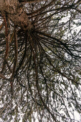 An old pine tree from below. Background with a textured pine trunk with branches spread wide apart. The trunk of a coniferous tree with branches. View of the pine branches from a low angle.