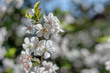 Selective cherry blossom focus. A blooming white cherry tree in the sunlight. Branches of a cherry tree on a sunny day against a blue sky background. Beautiful background of spring blooming.