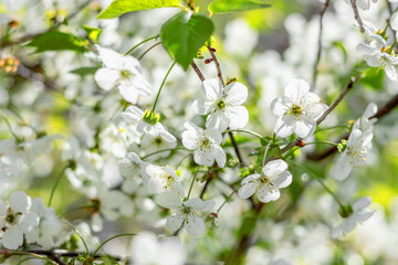 Beautiful background of spring blooming. Selective cherry blossom focus. A blooming white cherry tree in the sunlight. Branches of a cherry tree on a sunny day against a blue sky background.