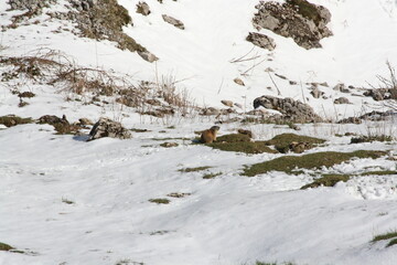 Photo de marmotte avec de la neige