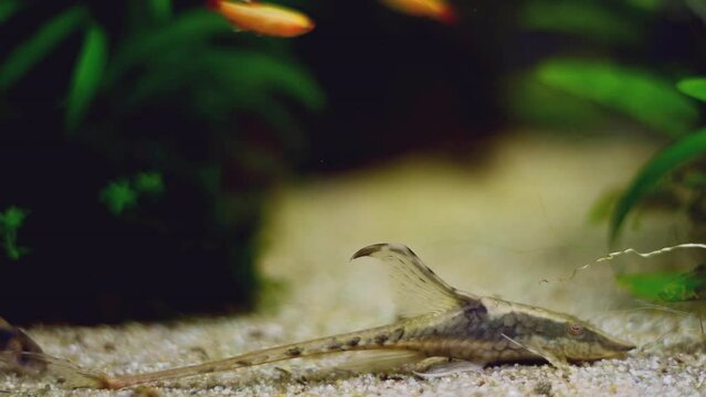 Royal Farlowella Catfish, juvenile flamboyant freshwater algae eater rest on sandbed in iwagumi aquadesign planted tank, dwarf corydoras natural behaviour, ornamental trade important tropical fish