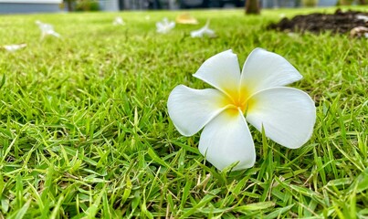 frangipani flower on grass